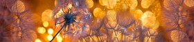 Кухонный фартук Мерцание Одуванчики золотистые 3 серебро в Нижневартовске - nizhnevartovsk.katalogmebeli.com | фото